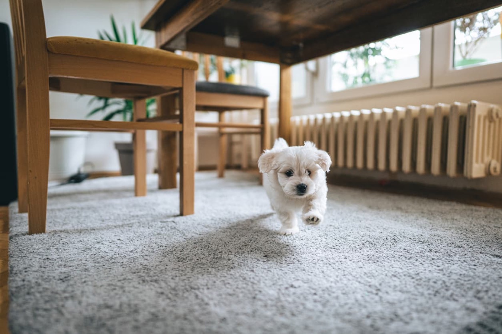 Best Carpet Flooring for Pets | Durable & Stain-Resistant Options